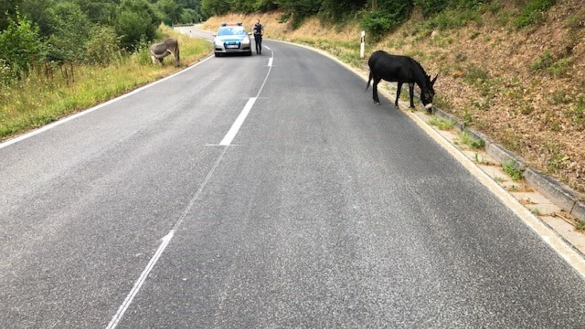 POL-HI: Esel auf Abwegen - tierischer Einsatz in Sarstedt - Foto: presseportal.de