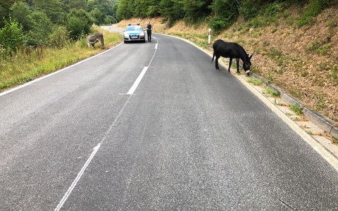 POL-HI: Esel auf Abwegen - tierischer Einsatz in Sarstedt - Foto: presseportal.de