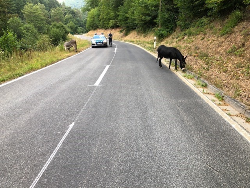 POL-HI: Esel auf Abwegen - tierischer Einsatz in Sarstedt - Foto: presseportal.de