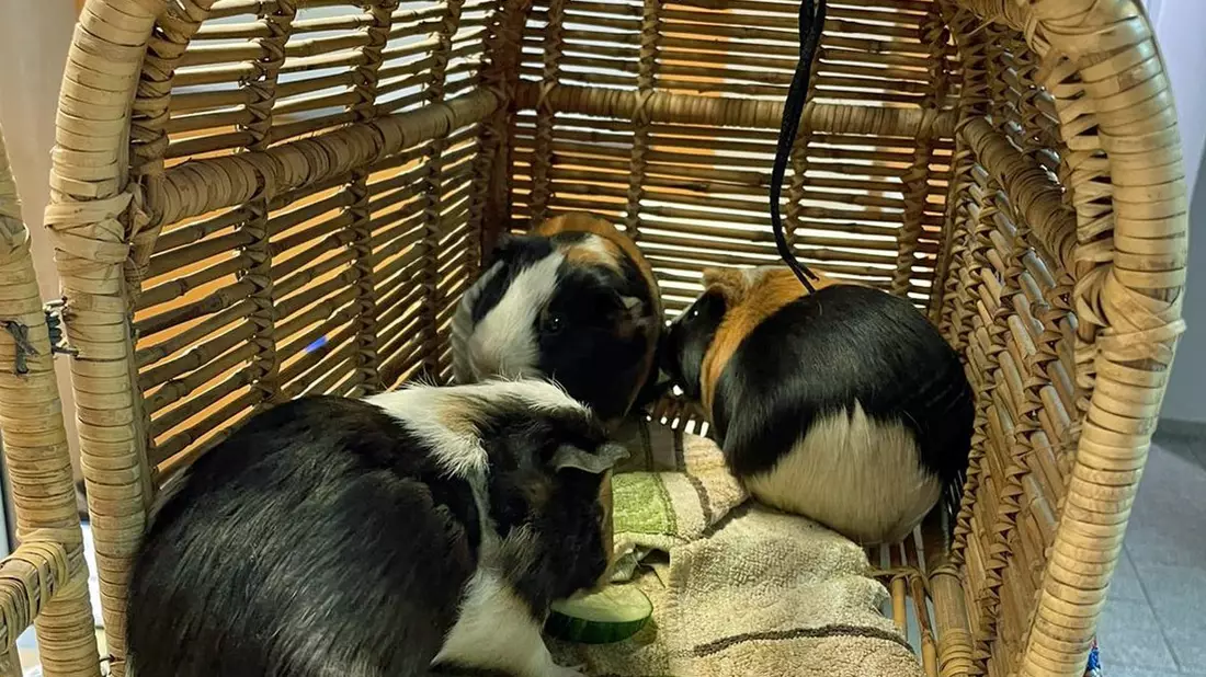 POL-BO: (Meer-)Schwein gehabt: Nager aus Altkleidercontainer gerettet - Bild: presseportal.de