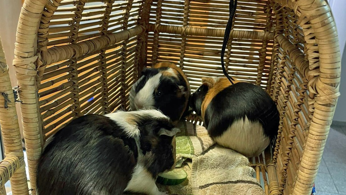 POL-BO: (Meer-)Schwein gehabt: Nager aus Altkleidercontainer gerettet - Foto: presseportal.de