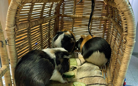 POL-BO: (Meer-)Schwein gehabt: Nager aus Altkleidercontainer gerettet - Foto: presseportal.de