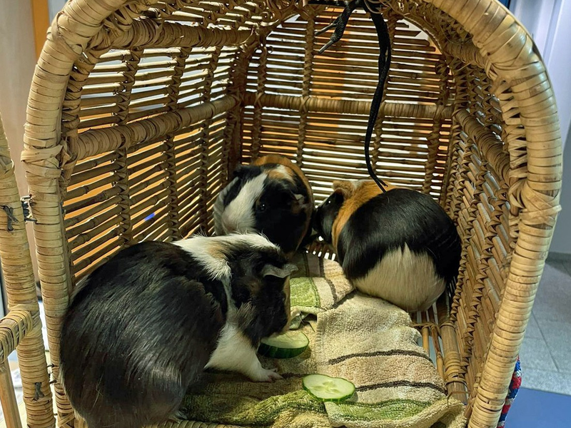 POL-BO: (Meer-)Schwein gehabt: Nager aus Altkleidercontainer gerettet - Foto: presseportal.de