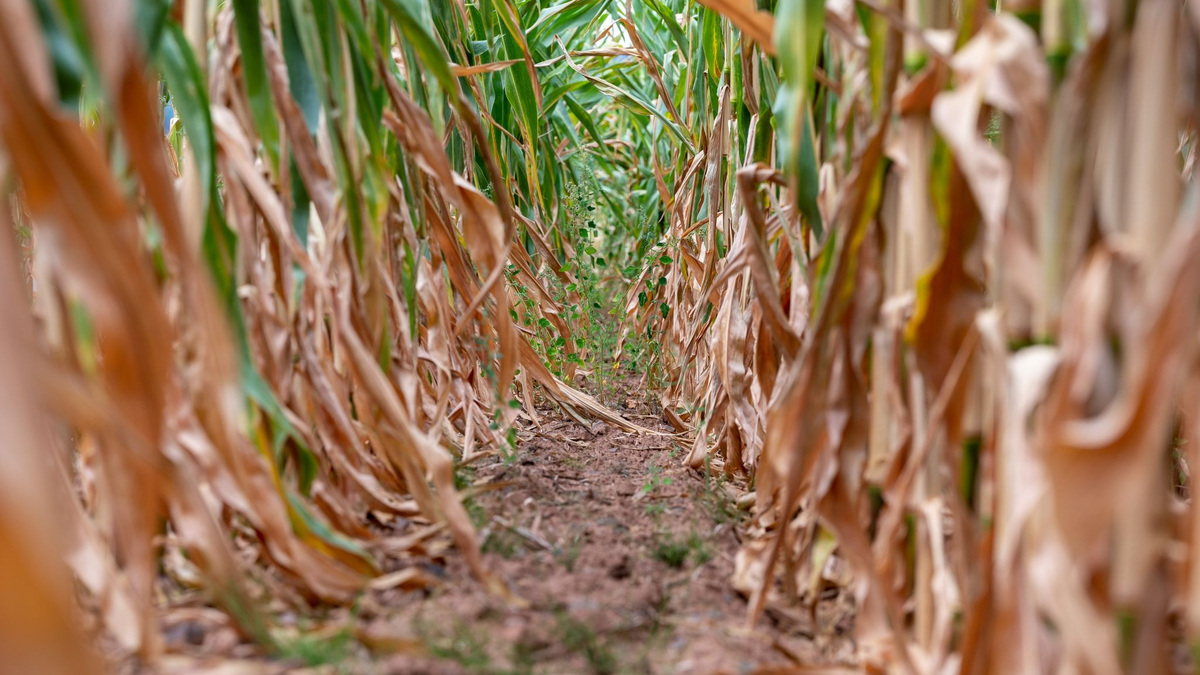 Erfrischung und Sonnenschutz: Ein Wanderer auf einem Wirtschaftsweg in Rheinland-Pfalz. - Foto: Harald Tittel/dpa