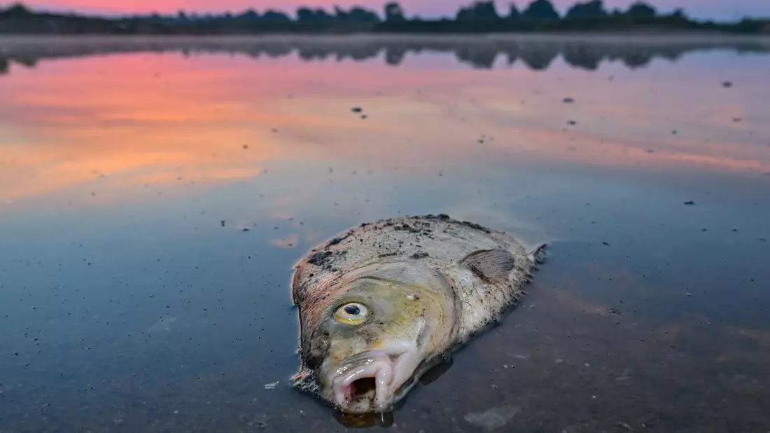 Tote Fische im August 2022 im deutsch-polnischen Grenzfluss Oder. - Bild: Patrick Pleul/dpa