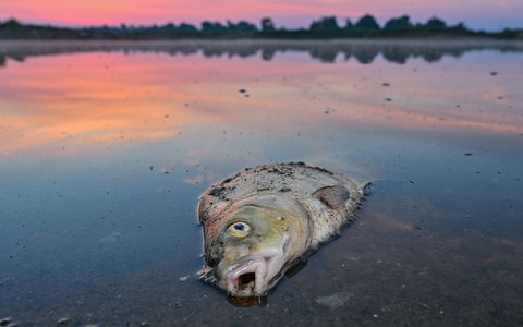 Tote Fische im August 2022 im deutsch-polnischen Grenzfluss Oder. - Foto: Patrick Pleul/dpa