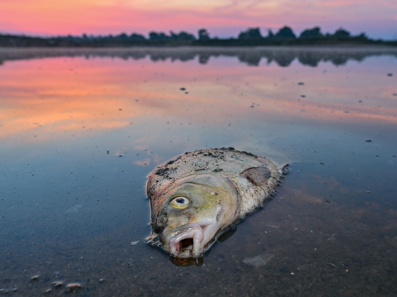 Tote Fische im August 2022 im deutsch-polnischen Grenzfluss Oder. - Foto: Patrick Pleul/dpa