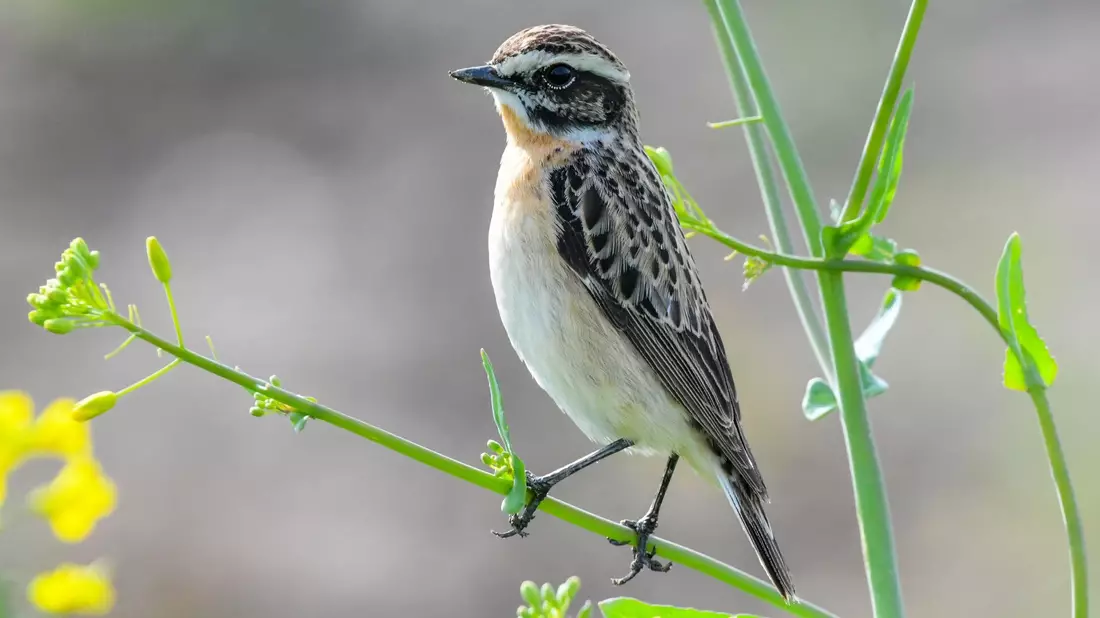 Das Braunkehlchen wurde 2022 von Naturschutzverbänden zum «Vogel des Jahres» gekürt. - Bild: Patrick Pleul/zb/dpa