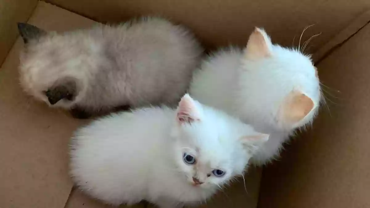 POL-PDWIL: Aussetzen von Katzen - Bild: presseportal.de