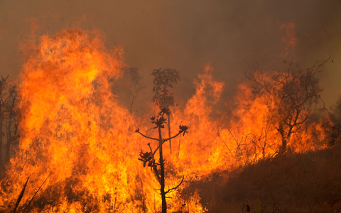 In Brasilien toben die schwersten Brände seit 14 Jahren. Archivbild - Foto: Eraldo Peres/AP/dpa
