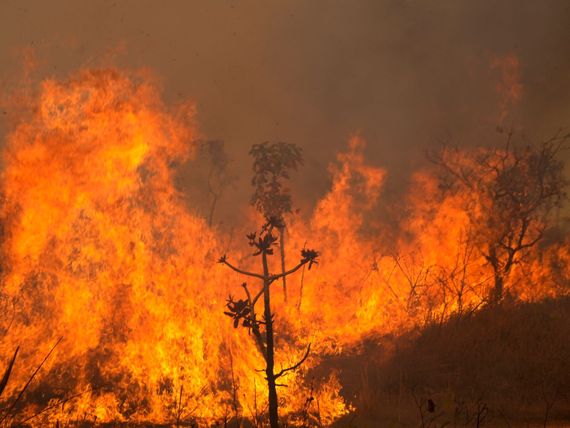 In Brasilien toben die schwersten Brände seit 14 Jahren. Archivbild - Foto: Eraldo Peres/AP/dpa