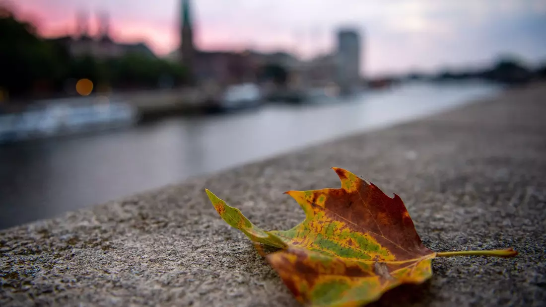 Auch in Deutschland nutzen Blässhühner oft Müll für ihre Nester. In Amsterdam wurden nun Nestbauten untersucht. (Archivbild) - Bild: Sina Schuldt/dpa
