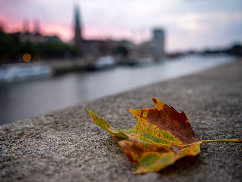 Auch in Deutschland nutzen Blässhühner oft Müll für ihre Nester. In Amsterdam wurden nun Nestbauten untersucht. (Archivbild) - Foto: Sina Schuldt/dpa