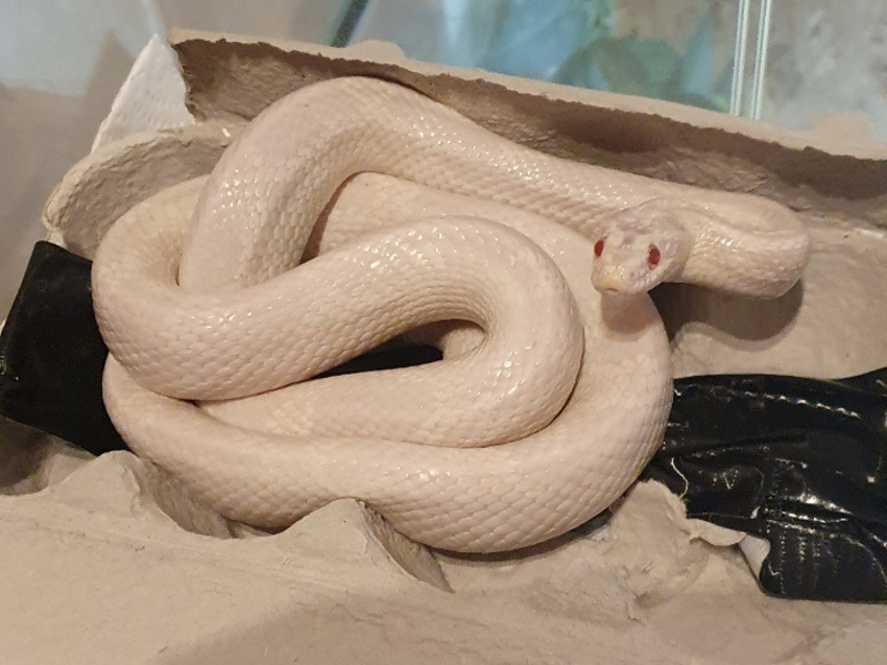 FW-EN: Kornnatter in Wohnhaus und zwei weitere Einsätze in Herdecke - Foto: presseportal.de