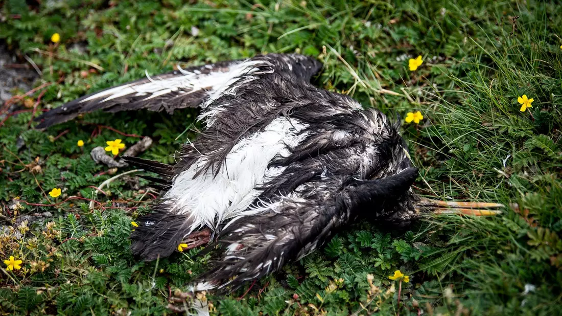 Ein Schild informiert über die Vogelgrippe auf der Hochseeinsel Helgoland. - Bild: Sina Schuldt/dpa
