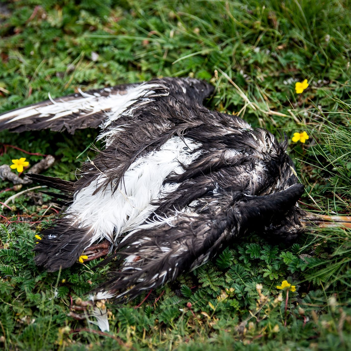 Ein Schild informiert über die Vogelgrippe auf der Hochseeinsel Helgoland. - Foto: Sina Schuldt/dpa