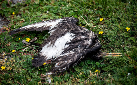 Ein Schild informiert über die Vogelgrippe auf der Hochseeinsel Helgoland. - Foto: Sina Schuldt/dpa