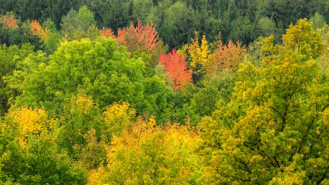 Ein Radfahrerin fährt mit einem Regenschirm durch eine herbstlich verfärbte Allee am Maschsee in Hannover. - Bild: Julian Stratenschulte/dpa