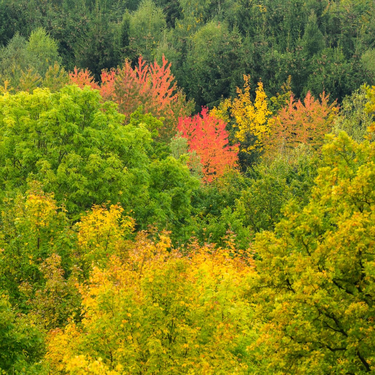 Der Montag startet oftmals bewölkt oder neblig trüb - aber vielerorts ist in den nächsten Tagen Besserung in Sicht. - Foto: Julian Stratenschulte/dpa
