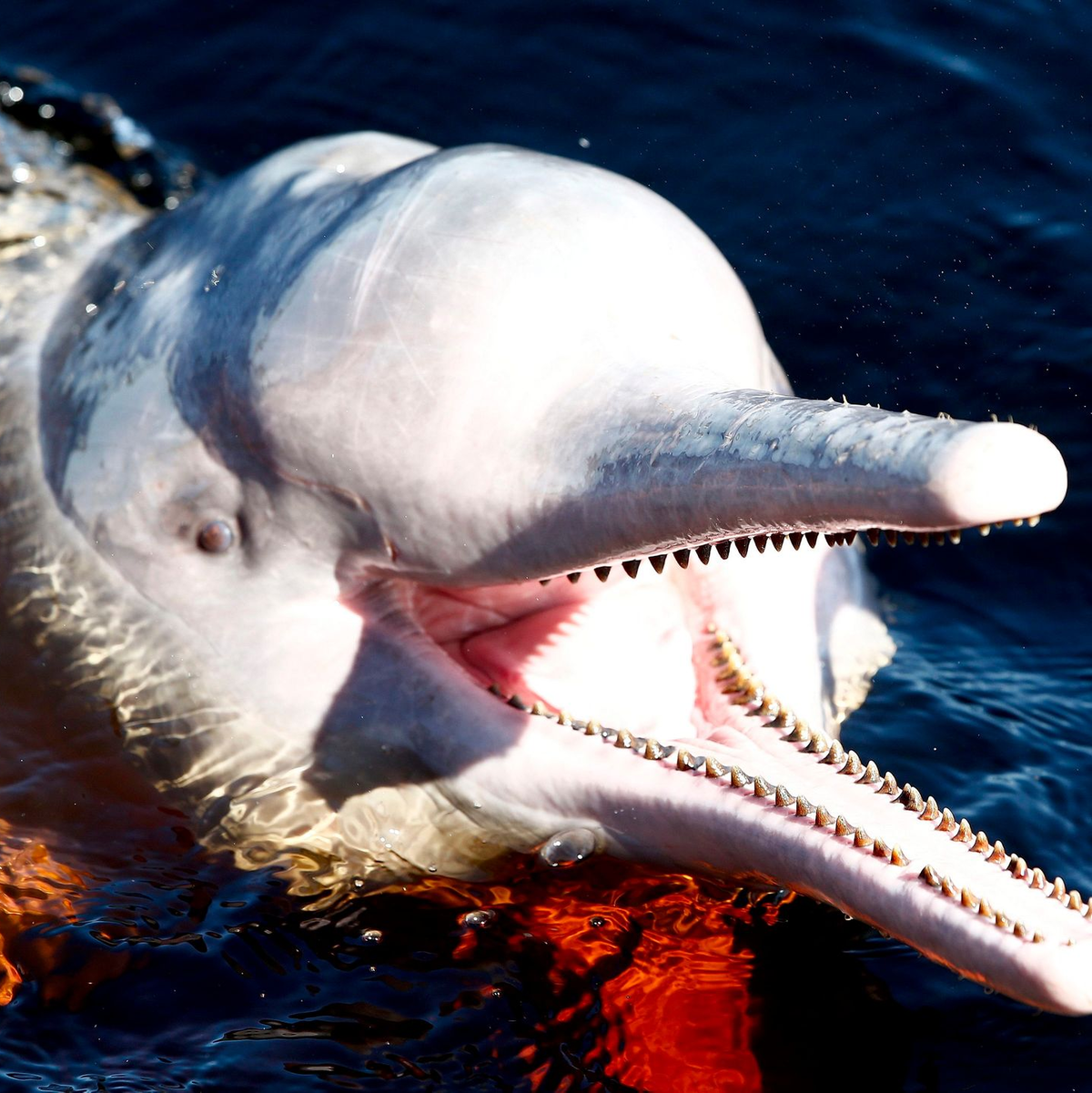 Ein Amazonasdelfin schwimmt im Rio Negro in der Nähe von Manaus. - Foto: Jeon Heon-Kyun/EPA/dpa