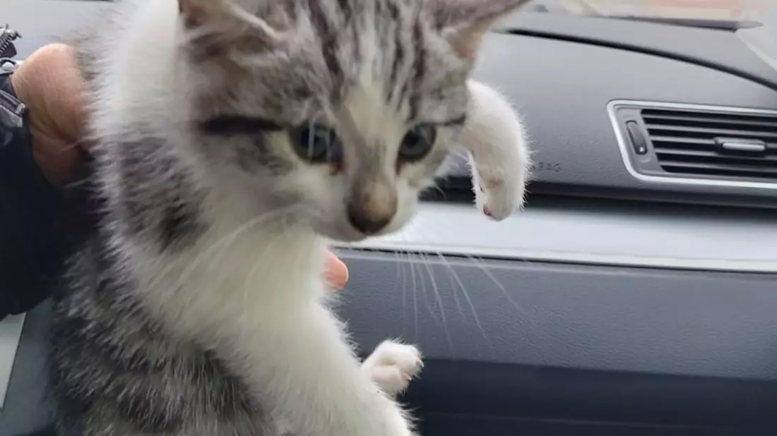POL-DA: Groß-Zimmern / Rodgau: Mit Katzenmama wiedervereint / Kriminalpolizei stellt vier Kitten sicher - Bild: presseportal.de