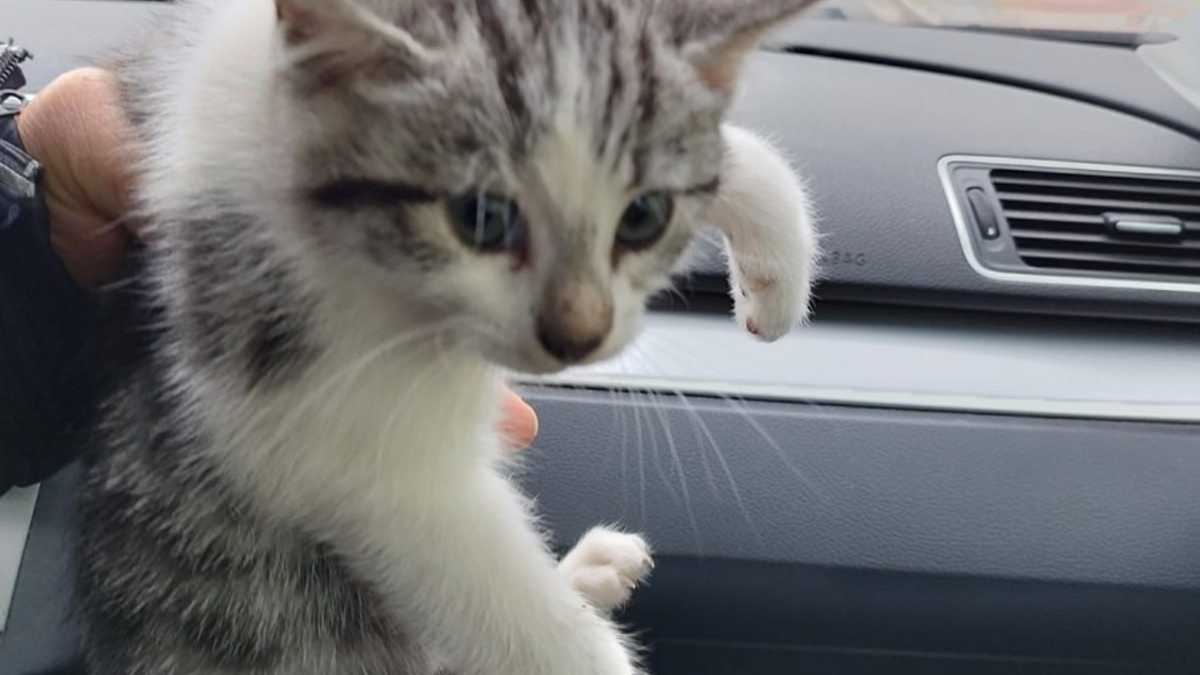 POL-DN: Fünf ausgesetzte Katzenbabys in Mülltonne entdeckt - Polizei bittet um Hinweise - Foto: presseportal.de