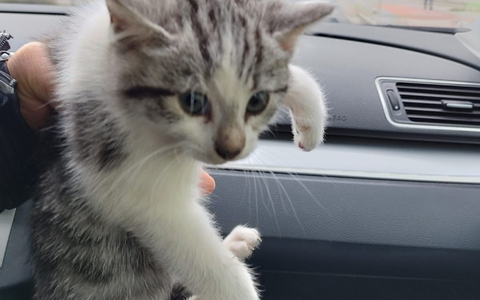POL-DN: Fünf ausgesetzte Katzenbabys in Mülltonne entdeckt - Polizei bittet um Hinweise - Foto: presseportal.de