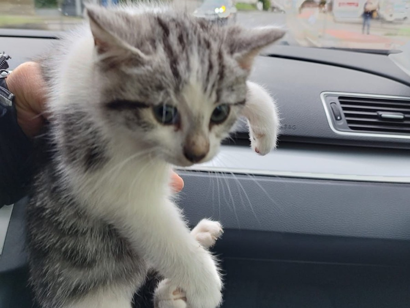 POL-DN: Fünf ausgesetzte Katzenbabys in Mülltonne entdeckt - Polizei bittet um Hinweise - Foto: presseportal.de