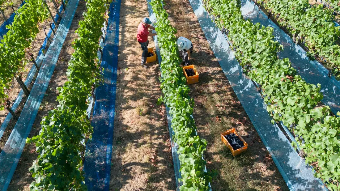 Mit steigenden Temperaturen könnten Weinbauern sich weg von Südhängen bewegen. (Archivbild) - Bild: Boris Roessler/dpa