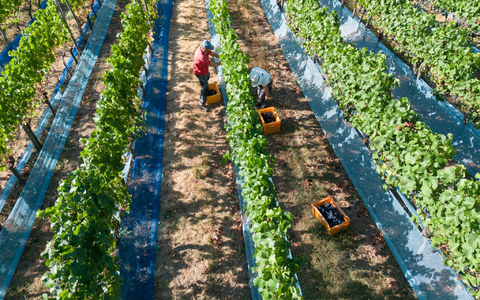 Mit steigenden Temperaturen könnten Weinbauern sich weg von Südhängen bewegen. (Archivbild) - Foto: Boris Roessler/dpa