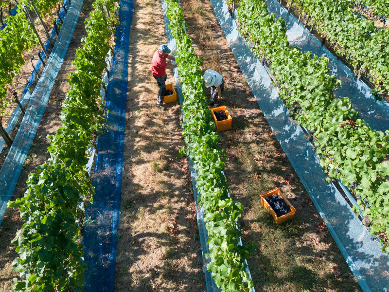Mit steigenden Temperaturen könnten Weinbauern sich weg von Südhängen bewegen. (Archivbild) - Foto: Boris Roessler/dpa