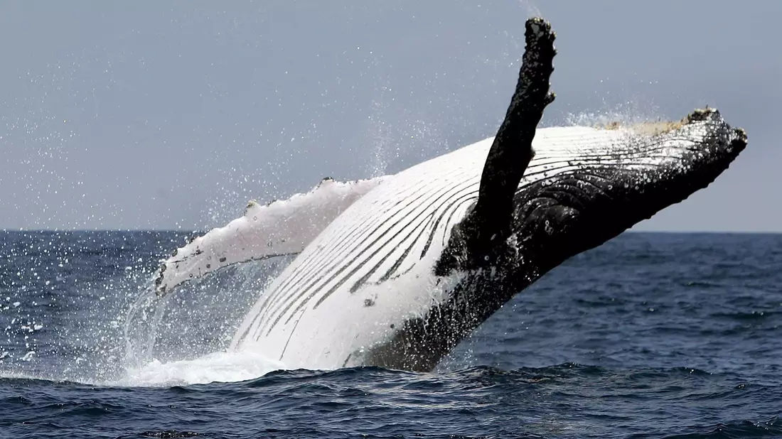 Buckelwale leben in allen Ozeanen der Welt. Normalerweise interessieren sie sich für Krill und Fische, nicht für Kajakfahrer. - Bild: Jose Jacome/epa efe/dpa
