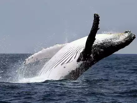Buckelwale leben in allen Ozeanen der Welt. Normalerweise interessieren sie sich für Krill und Fische, nicht für Kajakfahrer. - Foto: Jose Jacome/epa efe/dpa