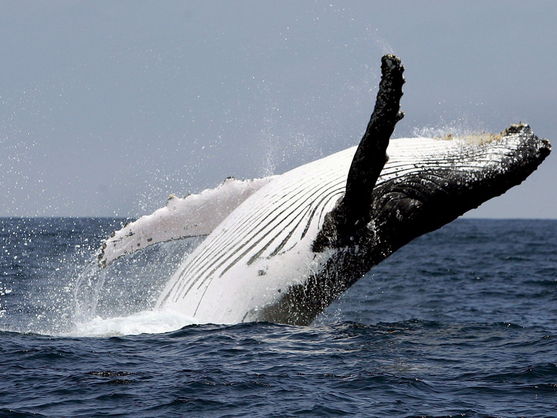 Buckelwale leben in allen Ozeanen der Welt. Normalerweise interessieren sie sich für Krill und Fische, nicht für Kajakfahrer. - Foto: Jose Jacome/epa efe/dpa