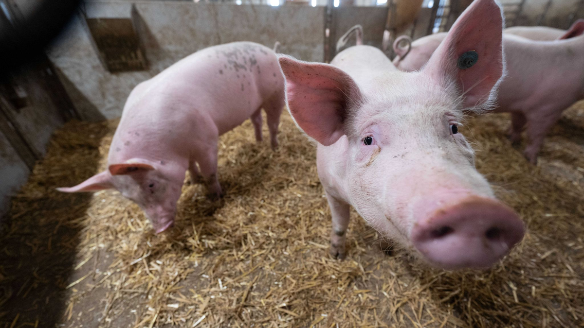 Der Bau tiergerechter Schweineställe bleibt Ziel. - Foto: Marijan Murat/dpa
