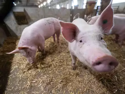 Das Agrarministerium hat für den «Tierwohlcent» ein Konzept für eine Verbrauchssteuer auf Fleisch und Fleischprodukte erarbeitet. - Foto: Marijan Murat/dpa