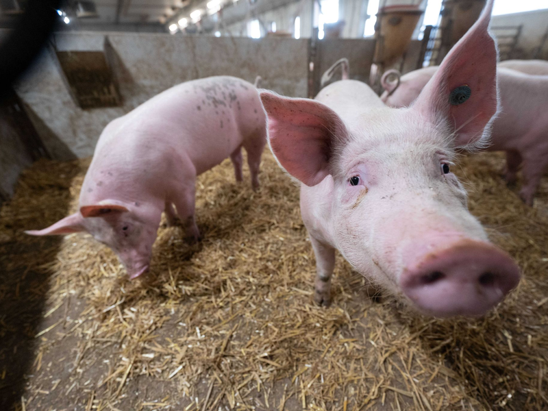 Das Agrarministerium hat für den «Tierwohlcent» ein Konzept für eine Verbrauchssteuer auf Fleisch und Fleischprodukte erarbeitet. - Foto: Marijan Murat/dpa