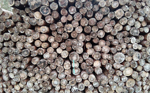 Holzstämme - Foto: ?ber dts Nachrichtenagentur