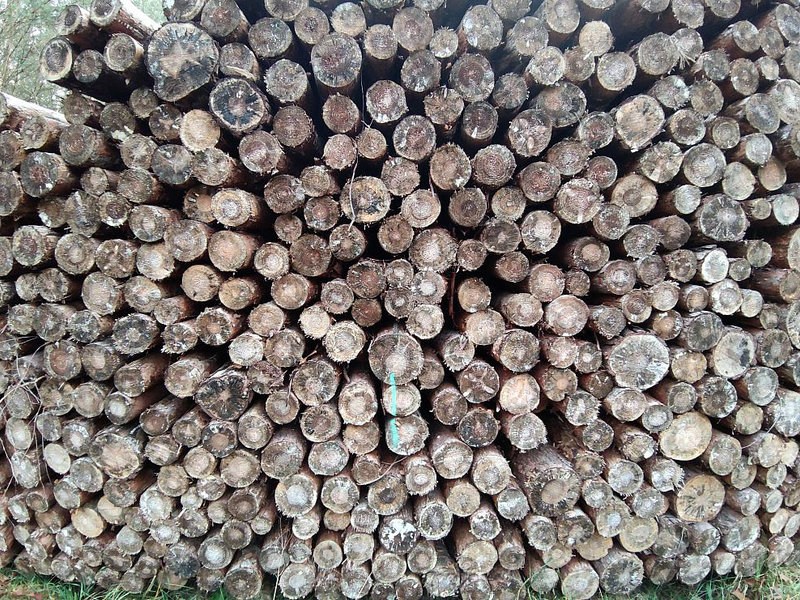 Holzstämme - Foto: ?ber dts Nachrichtenagentur