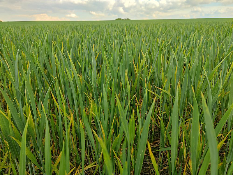Winterweizen in frühem Stadium - Foto: ?ber dts Nachrichtenagentur