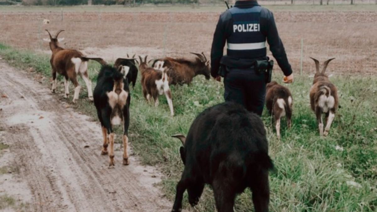 POL-PDNW: Freilaufende Ziegen belagern Kreisverkehr - Foto: presseportal.de