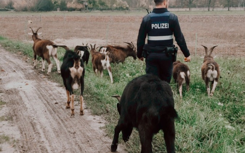POL-PDNW: Freilaufende Ziegen belagern Kreisverkehr - Foto: presseportal.de