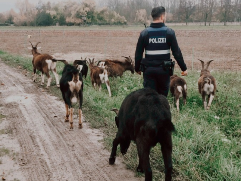 POL-PDNW: Freilaufende Ziegen belagern Kreisverkehr - Foto: presseportal.de