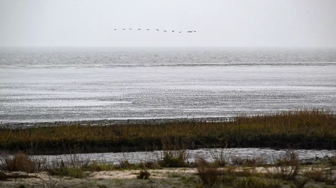Ein Forschungsteam hat untersucht, wie sich das Wattenmeer verändert hat. (Archivfoto) - Bild: Sina Schuldt/dpa