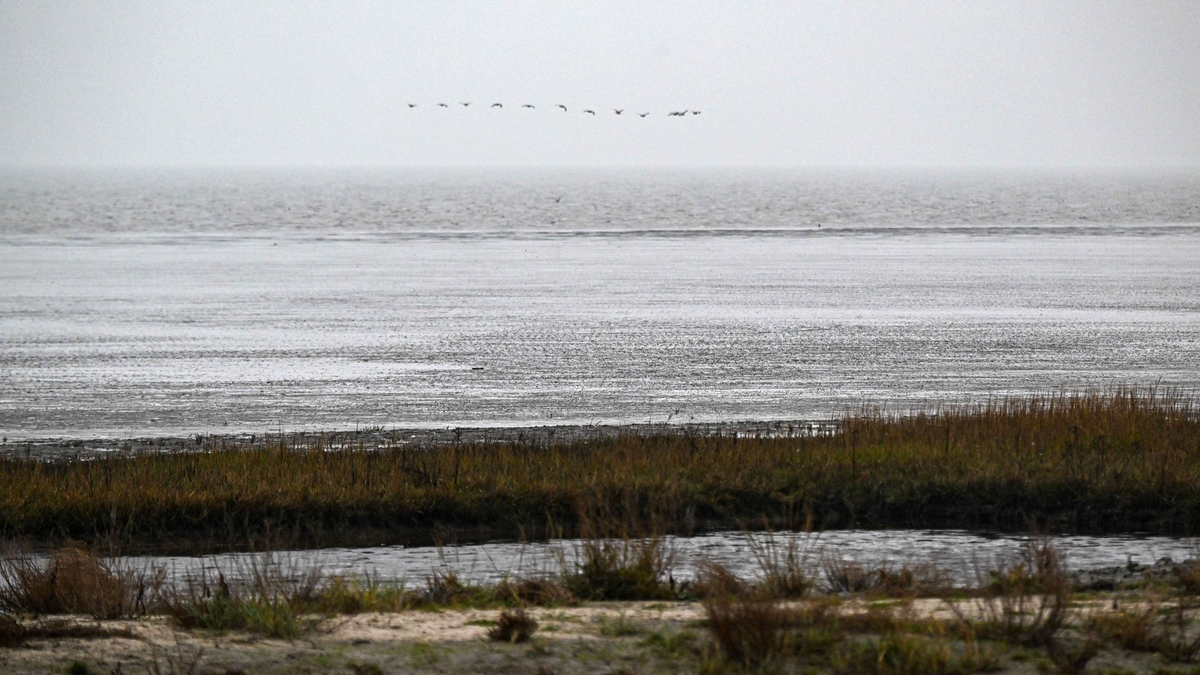 Ein Forschungsteam hat untersucht, wie sich das Wattenmeer verändert hat. (Archivfoto) - Foto: Sina Schuldt/dpa