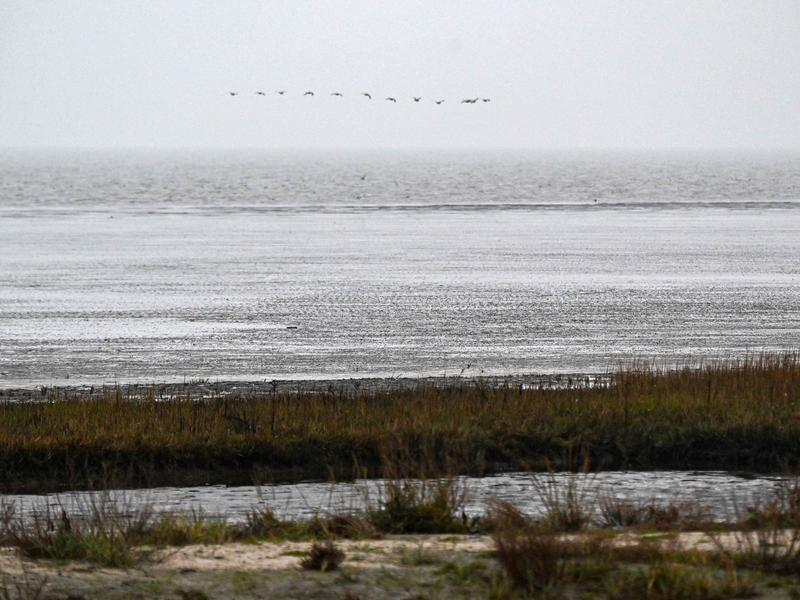 Ein Forschungsteam hat untersucht, wie sich das Wattenmeer verändert hat. (Archivfoto) - Foto: Sina Schuldt/dpa