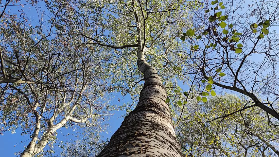 Baum - Bild: ?ber dts Nachrichtenagentur