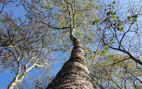 Baum - Foto: ?ber dts Nachrichtenagentur