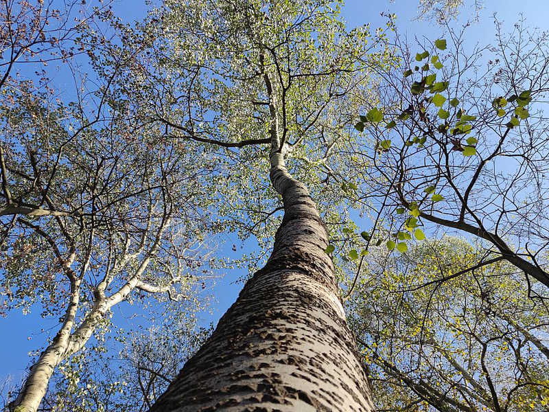 Baum - Foto: ?ber dts Nachrichtenagentur