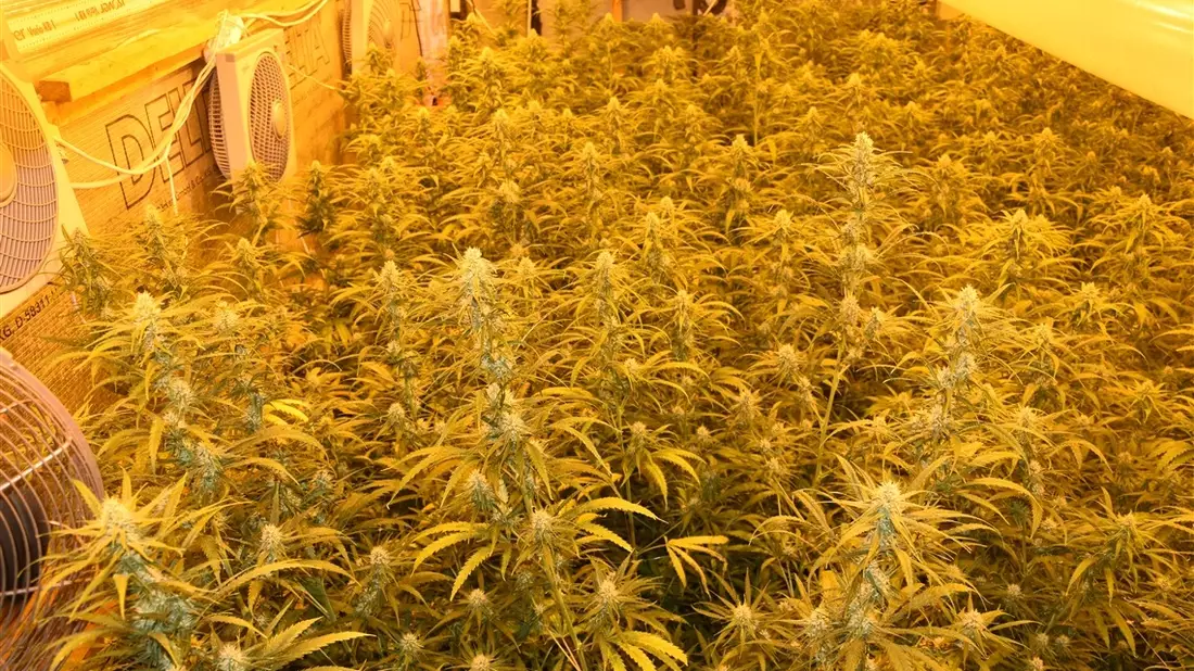 Mittelhessen: Laubach: Polizei hebt professionelle Indoorplantage aus - U-Haft - Bild: presseportal.de